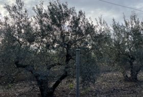 Foto 19