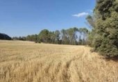 Non-developable land for sale on alcocer, Alcocer, ref: TR235280 photo