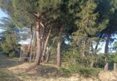 Terreno con Almacén en venta en la Camino de Pancaliente, Ávila, ref: TR235372 foto
