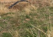 Non-developable land for rent on Polígono 11, Madrid, ref: TR235468 photo
