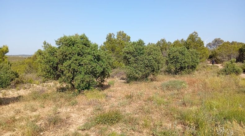 Tarragona - Vilalba dels Arcs - 15000m2