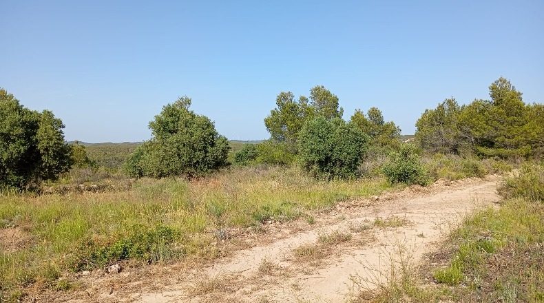 Tarragona - Vilalba dels Arcs - 15000m2