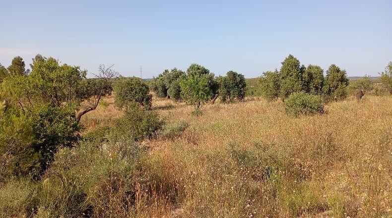 Tarragona - Vilalba dels Arcs - 16000m2