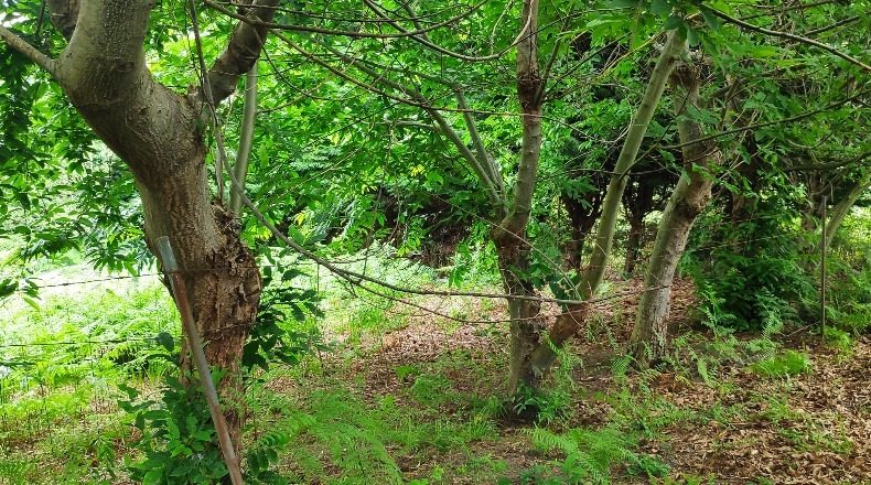 Cantabria - Santa Cruz de Bezana - 4032m2