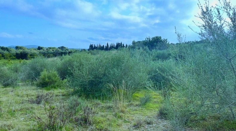 Balearic Islands - San Lorenzo del Cardessar - 7108m2