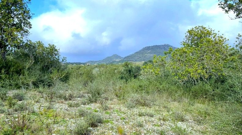 Balearic Islands - San Lorenzo del Cardessar - 7108m2