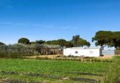 Rural estate for sale on Pago de Majadales, Chipiona, ref: TR263153 photo