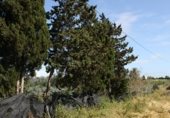 Rural estate for sale on Pago de Majadales, Chipiona, ref: TR263153 photo