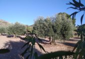 Non-developable land for sale on Alatoz, ref: TR264275 photo