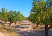 Non-developable land for sale on Alatoz, ref: TR264275 photo