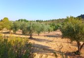 Non-developable land for sale on Alatoz, ref: TR264275 photo