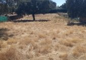 Terreno no urbanizable en venta en la Cañada Real Sancha Brava, Badajoz, ref: TR264363 foto
