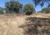 Terreno no urbanizable en venta en la Cañada Real Sancha Brava, Badajoz, ref: TR264363 foto
