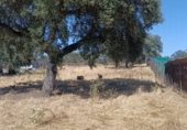 Terreno no urbanizable en venta en la Cañada Real Sancha Brava, Badajoz, ref: TR264363 foto