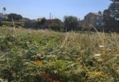 Land suitable for development for sale on PO-552, A Guarda, ref: TR264361 photo