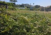 Land suitable for development for sale on PO-552, A Guarda, ref: TR264361 photo