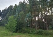 Земля на продажу у города Ares Фото
