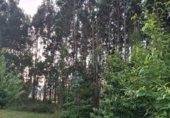 Земля на продажу у города Ares Фото