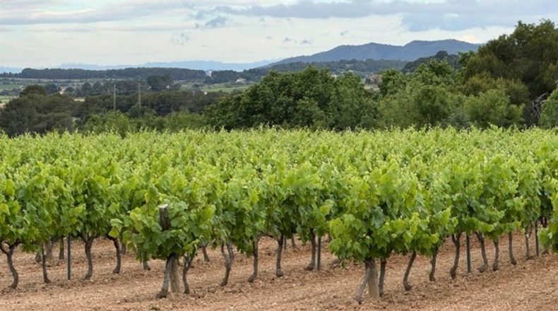 Barcelona - Santa Margarida i els Monjos - 1260m2