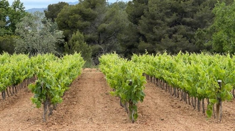 Barcelona - Santa Margarida i els Monjos - 1260m2