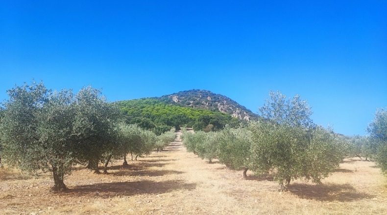 Badajoz - Navalvillar de Pela - 8412m2