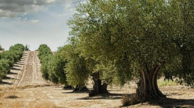 Badajoz - Navalvillar de Pela - 8412m2