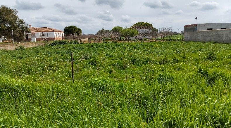 Cádiz - Chiclana de la Frontera - 1000m2