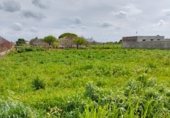 Terreny no urbanitzable en venda a la Camino hijuela de las lagunetas, Chiclana de la Frontera, ref.: TR297399 foto