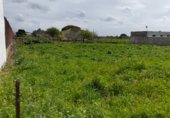 Terreny no urbanitzable en venda a la Camino hijuela de las lagunetas, Chiclana de la Frontera, ref.: TR297399 foto