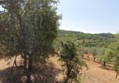 Non-developable land for sale on Calle Cantarranas, Villasbuenas de Gata, ref: TR305513 photo