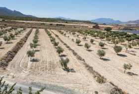 Abarán 15428&nbsp;m² 