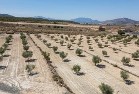 Abarán 15428&nbsp;m² 