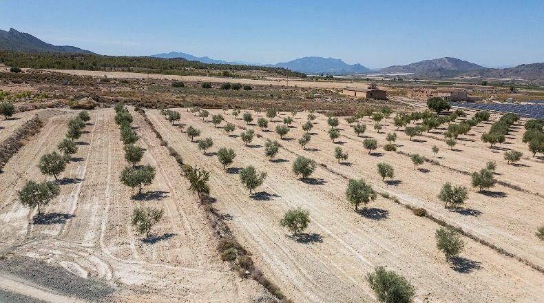 Murcia - Abarán - 15428m2