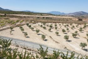 Abarán 15428&nbsp;m² 