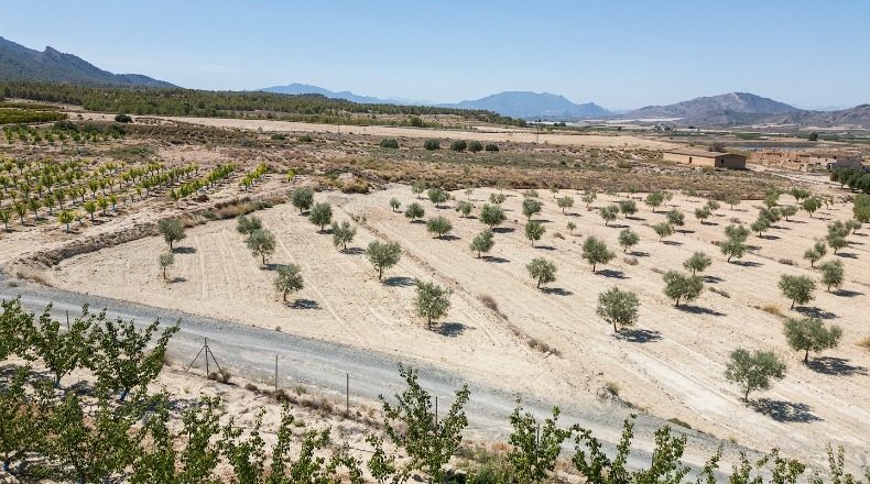 Murcia - Abarán - 15428m2
