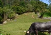Parcela urbanizable en venta en la La Peñía - Valdáliga - CANTABRIA, La Peñía, ref: TR281207 foto