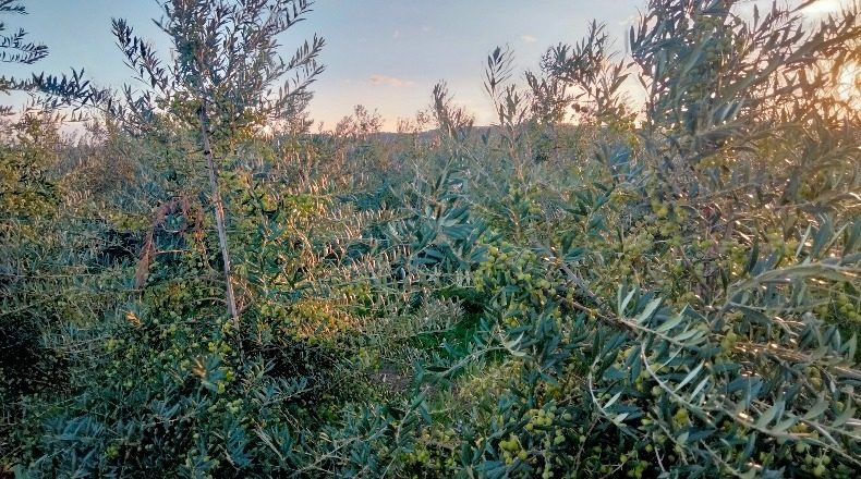 Navarra - Corella - 840000m2