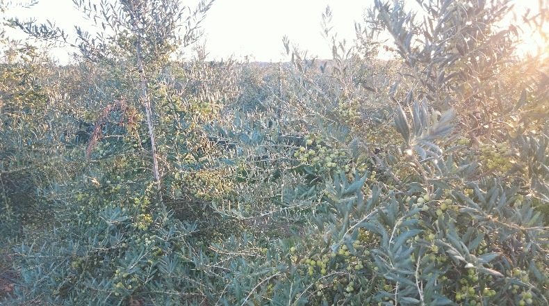 Navarra - Corella - 840000m2