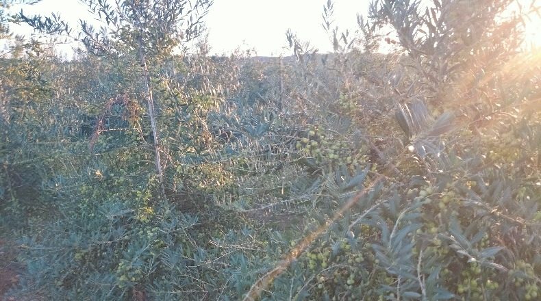 Navarra - Corella - 840000m2