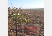 Terreno no urbanizable en venta en la Ciudad Real, ref: TR306565 foto