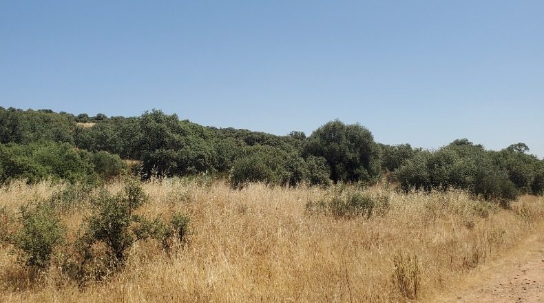 Ciudad Real - Ciudad Real - 1000000m2