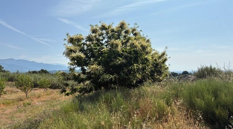 Caceres - Хараис-де-ла-Вера - 2274542m2