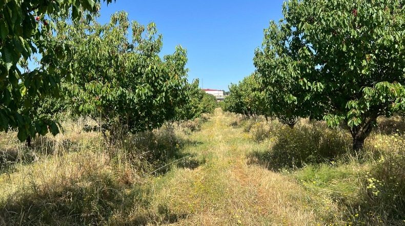 Caceres - Хараис-де-ла-Вера - 2274542m2