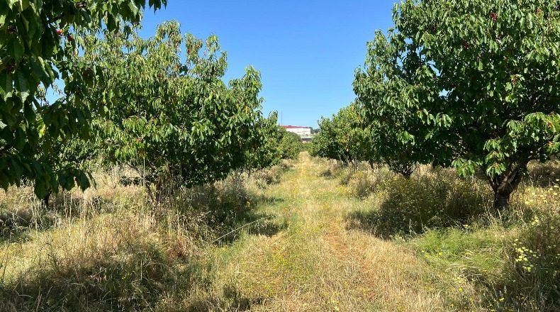 Caceres - Хараис-де-ла-Вера - 2274542m2