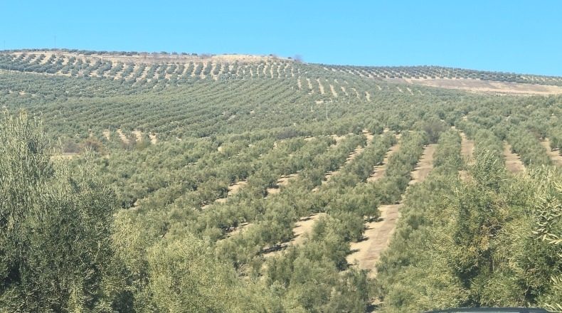 Jaen - Torreperogil - 300000m2