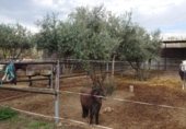 Земельный участок на продажу в городе Ла-Субиа Фото