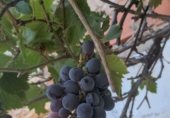 Finca rústica en venda a la Ds Diseminados, Navarrés, ref.: TR307667 foto