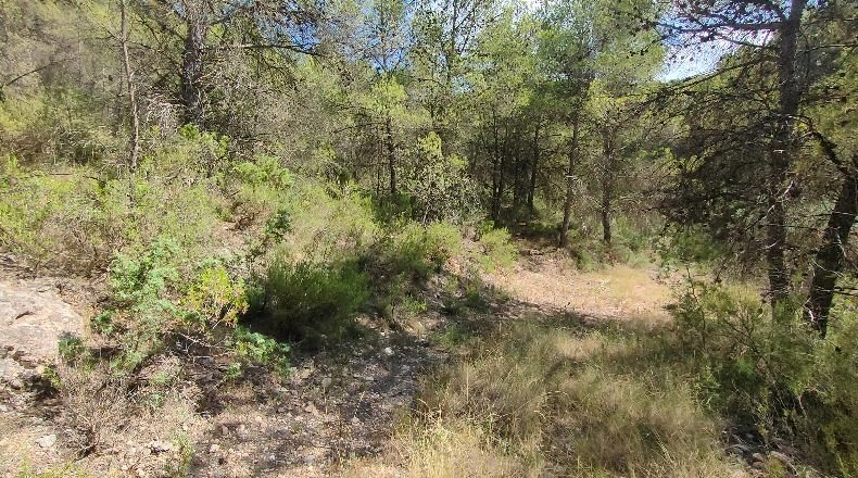 Murcia - El Berro - 11477m2