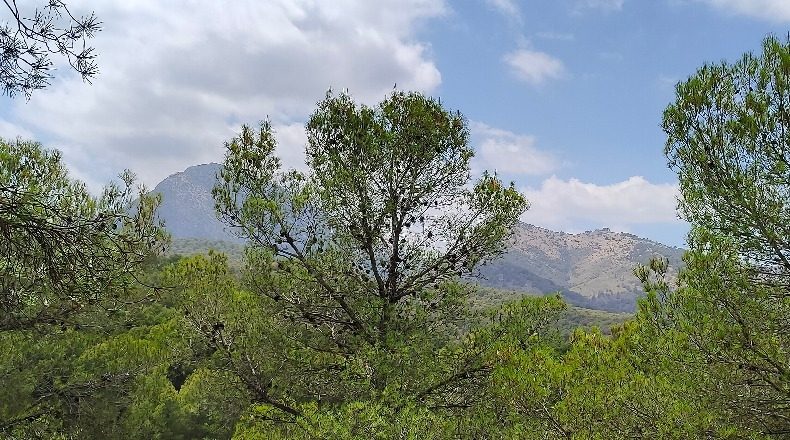 Murcia - El Berro - 11477m2