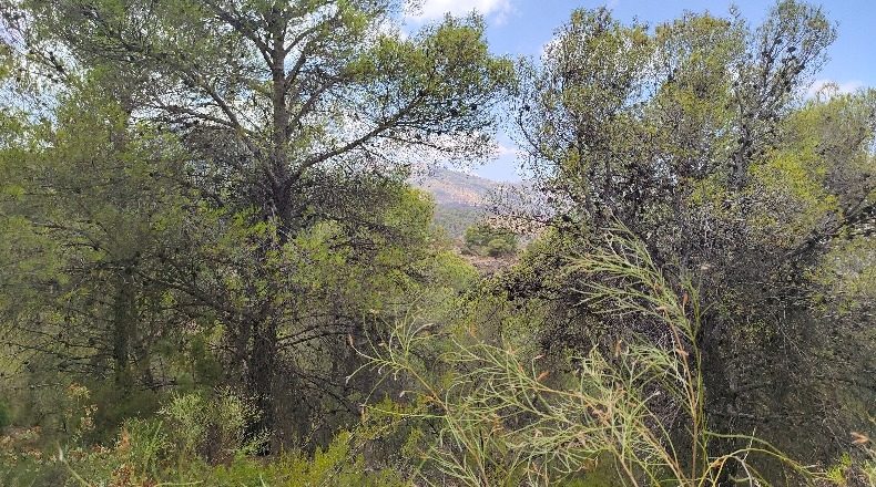 Murcia - El Berro - 11477m2